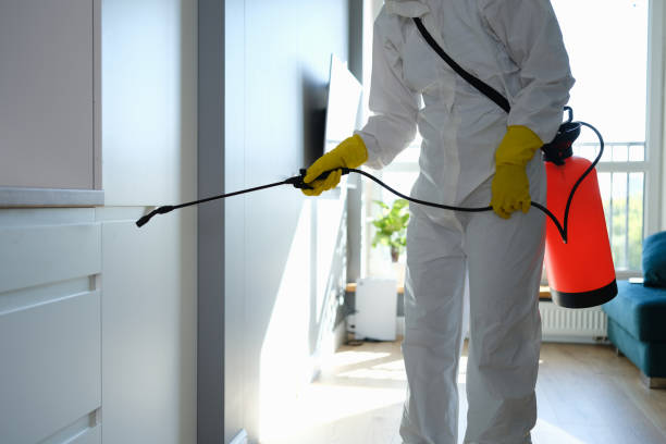 Best White Mold Remediation in King City, OR