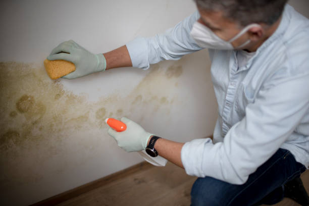 Best Residential Mold Remediation in King City, OR