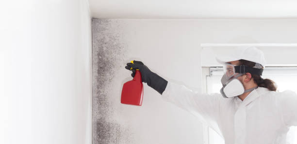 Best Crawl Space Mold Remediation in King City, OR