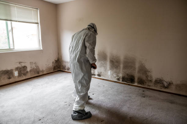 Best Crawl Space Mold Remediation in King City, OR