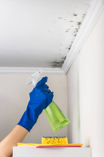 Best Commercial Mold Remediation in King City, OR